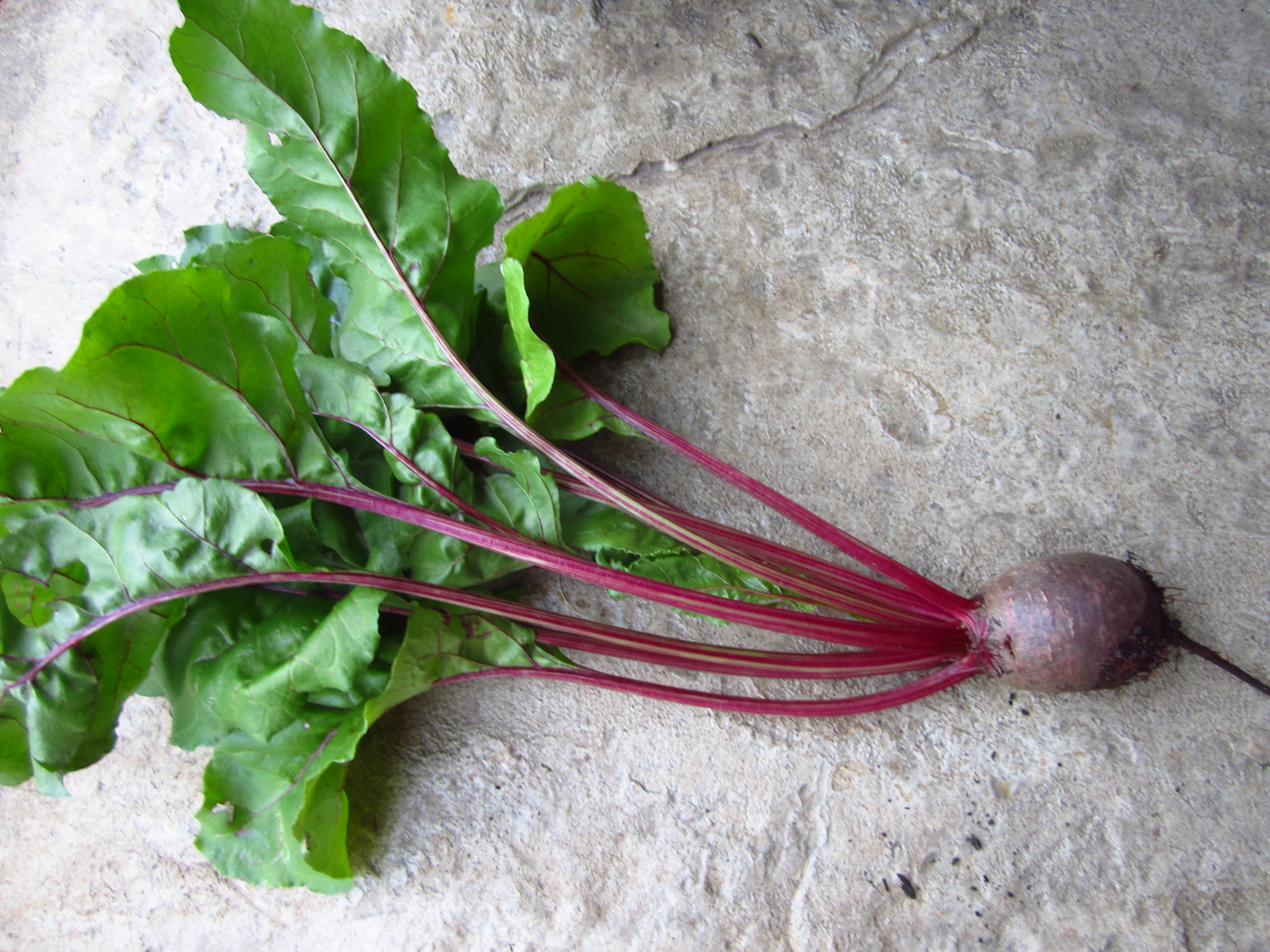 Everything You’ve Ever Wanted to Know About Beets